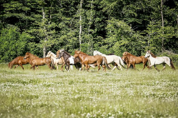 Elevage De Chevaux Islandais En France Elevage De Chevaux Islandais En France