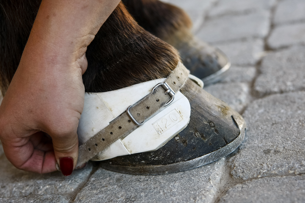 boots de cheval