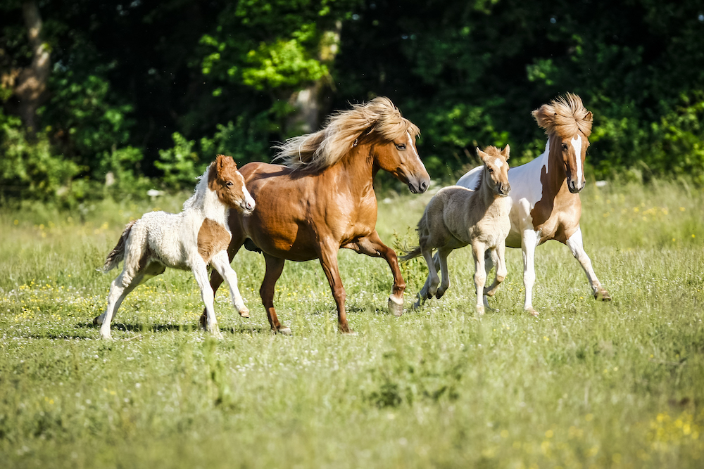 Playmobil 71000 - 2 Poneys Islandais Et Poulains Avec Foin - Figurines Animaux équitation - Pour Enfants Dès 4 Ans